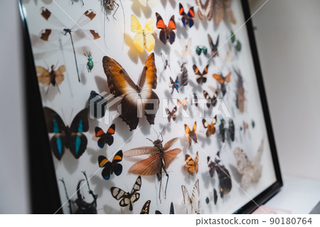 Insect Specimen Insect Museum 90180764