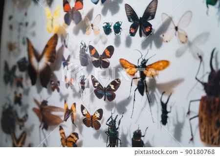 昆蟲標本昆蟲博物館 90180768