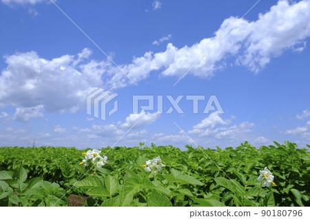 Potato field flowers and early summer blue sky and clouds Potato field flowers and early summer blue sky and clouds 90180796