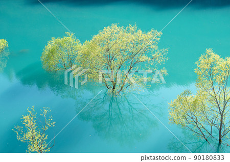 秋田縣秋田縣秋仙湖的早春,被淹沒的森林的絕景 秋田縣秋田縣秋仙湖的早春,被淹沒的森林的絕景 90180833