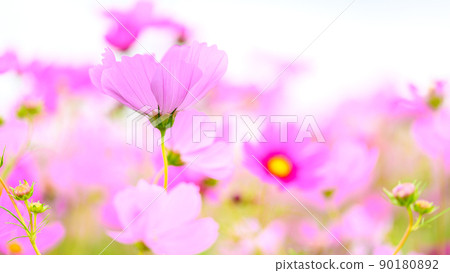 Cosmos flower "Nature's flower" Autumn color, single flower image material 90180892
