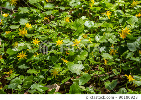 Bright yellow flowers of Ficaria verna against a background of green leaves in early spring 90180928