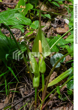 Flower of Lord and ladies or snakeshead plant, Arum maculatum 90180961