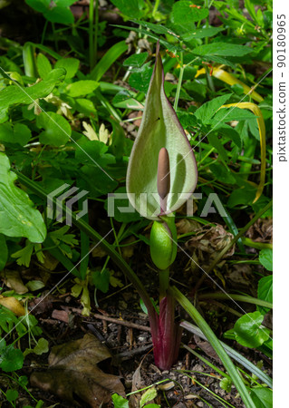 Flower of Lord and ladies or snakeshead plant, Arum maculatum Flower of Lord and ladies or snakeshead plant, Arum maculatum 90180965