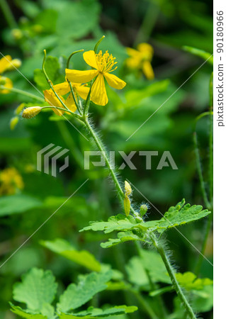 Yellow Chelidonium flowers, commonly known as greater celandine or tetterwort, at the edge of the forest Yellow Chelidonium flowers, commonly known as greater celandine or tetterwort, at the edge of the forest 90180966