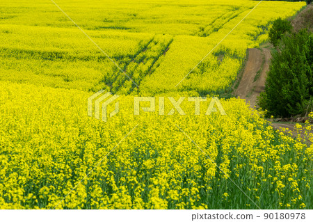 Blooming canola field. Rape on the field in summer. Bright Yellow rapeseed oil. Flowering rapeseed 90180978