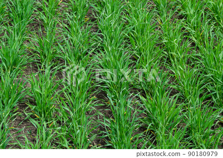 Young wheat seedlings growing in a soil. Agriculture and agronomy theme. Organic food produce on field. Natural background 90180979