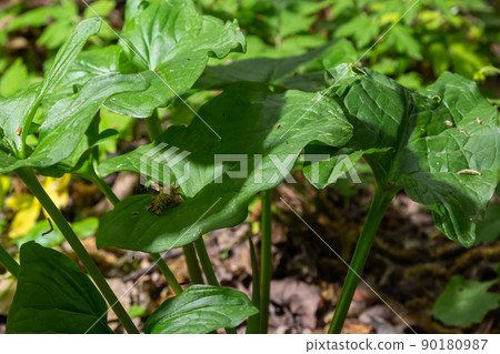 Arum maculatum in habitat. Aka snakeshead, adder's root, wild arum, arum lily, lords-and-ladies, devils and angels, cows and bulls, cuckoo-pint, Adam and Eve, bobbins and jack in the pulpit 90180987