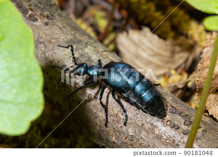 The violet oil beetle Meloe violaceus, is a species of oil beetle belonging to the family Meloidae. These beetles are present in most of Europe, in East Palearctic ecozone, in the Near East The violet oil beetle Meloe violaceus, is a species of oil beetle belonging to the family Meloidae. These beetles are present in most of Europe, in East Palearctic ecozone, in the Near East 90181048