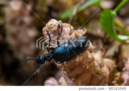 Violet oil beetle, Meloe violaceus feeding on grass, macro photo Violet oil beetle, Meloe violaceus feeding on grass, macro photo 90181049