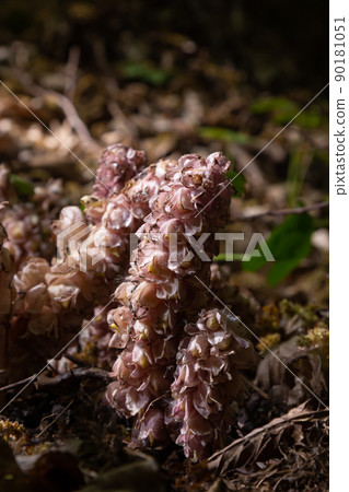 grow toothwort in natural habitat on spring, Lathraea squamaria grow toothwort in natural habitat on spring, Lathraea squamaria 90181051