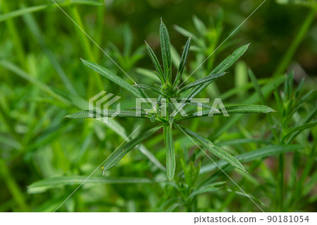 Herb Galium aparine cleavers on a summer meadow. Yellow flowers among grass sunshine. Summer natural background. Herb Galium aparine cleavers on a summer meadow. Yellow flowers among grass sunshine. Summer natural background. 90181054
