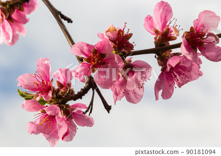 Peach branches densely covered with pink flowers - abundant flowering of the fruit tree 90181094