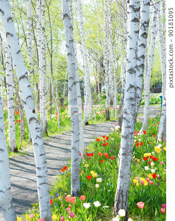 春天北海道風景英式花園白樺林和郁金香田 春天北海道風景英式花園白樺林和郁金香田 90181095