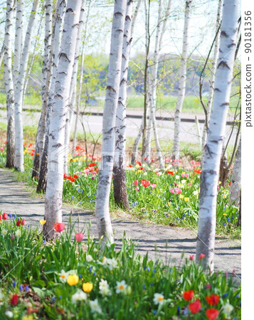 Spring Hokkaido landscape English garden birch forest and tulip fields 90181356