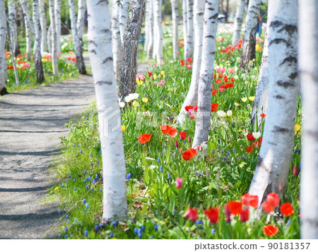 Spring Hokkaido landscape English garden birch forest and tulip fields Spring Hokkaido landscape English garden birch forest and tulip fields 90181357