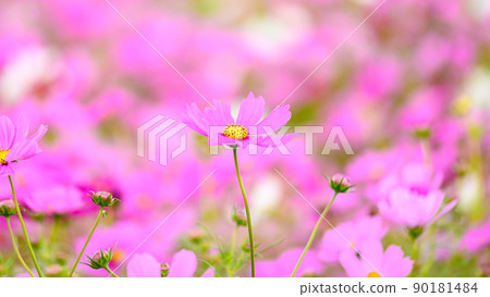 Cosmos flower "Nature's flower" Autumn color, single flower image material 90181484