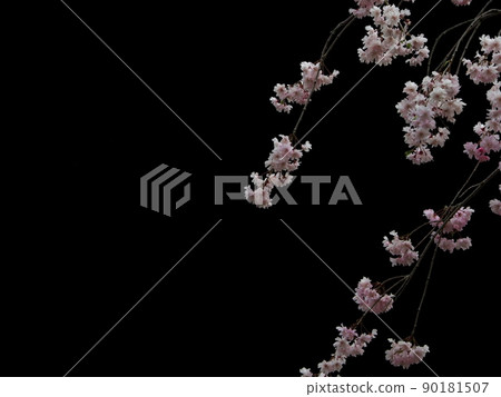 Sakura Black Black "Japanese Style Image" (Kyoto) Sakura Black Black "Japanese Style Image" (Kyoto) 90181507
