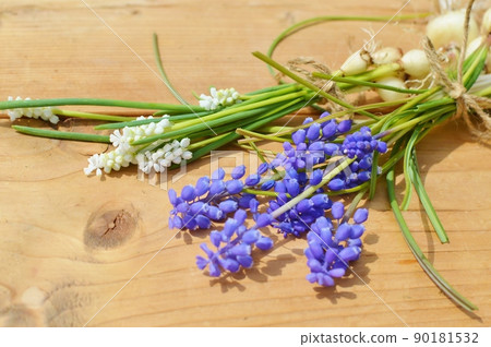 Boulevard of white and purple Muscari with bulbs Boulevard of white and purple Muscari with bulbs 90181532