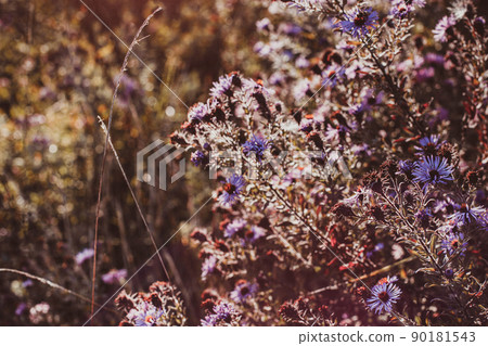 Autumn wild grass and flowers on a meadow Autumn wild grass and flowers on a meadow 90181543