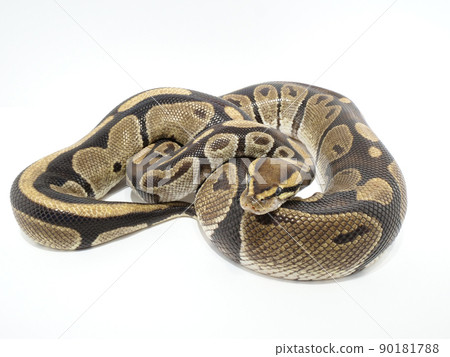 Ball python in the shape of a figure eight 90181788