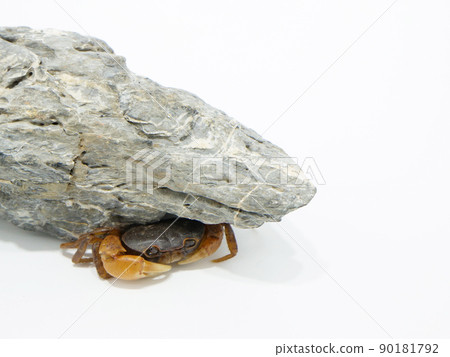 Sawa crab lurking under the stone Sawa crab lurking under the stone 90181792