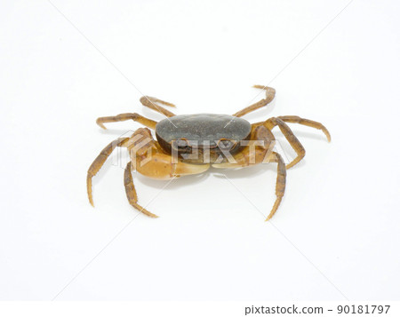 Sawa crab with different scissors size on the left and right 90181797