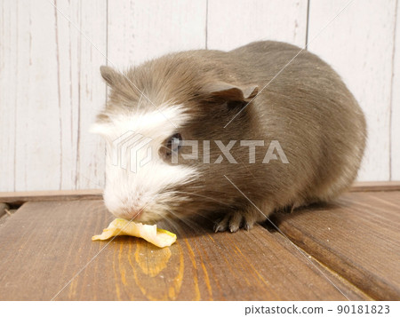 聞著蘋果的鳳頭豚鼠 90181823