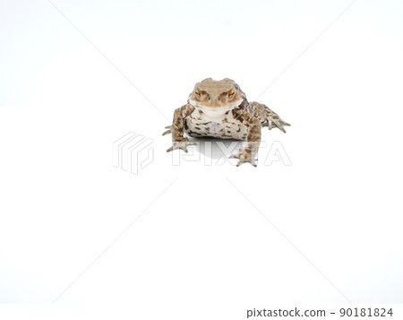 Toad taking a step forward 90181824
