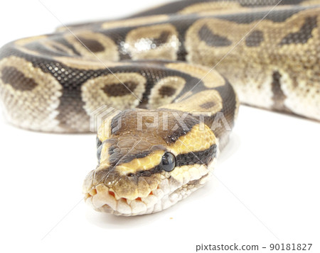 Ball python with a flat head Ball python with a flat head 90181827