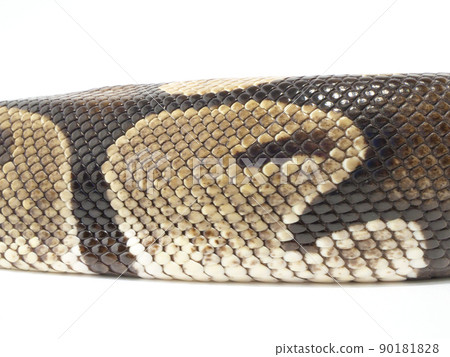 The body of a ball python that clearly shows the scales The body of a ball python that clearly shows the scales 90181828