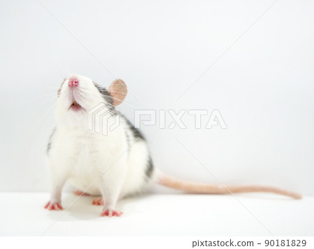 The small mouth of a rat that you can see when you look up The small mouth of a rat that you can see when you look up 90181829