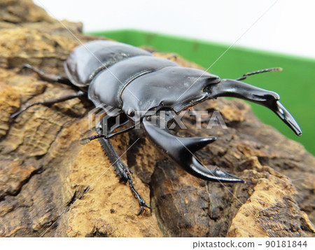 Dorcus hopei grasped by a perch Dorcus hopei grasped by a perch 90181844