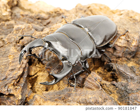 Dorcus hopei binodum with a fine jaw 90181847