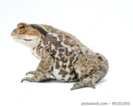 Toad seen from the side 90181850