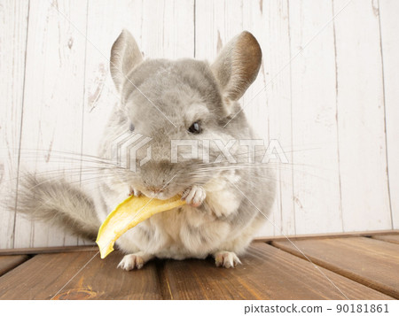 Chinchilla eating dried apples 90181861