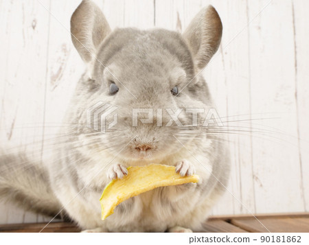 Chinchilla trying to bite an apple 90181862