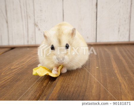 Djungarian hamster eating with a dry apple in his hand Djungarian hamster eating with a dry apple in his hand 90181871