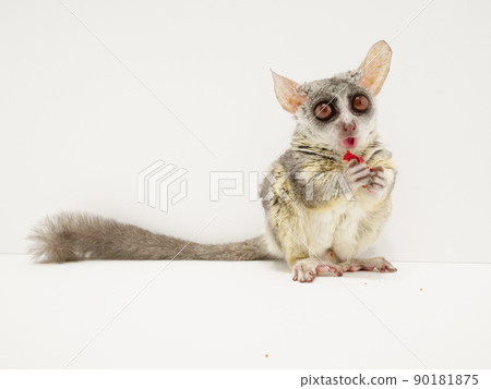 塞內加爾叢林嬰兒咀嚼草莓 90181875