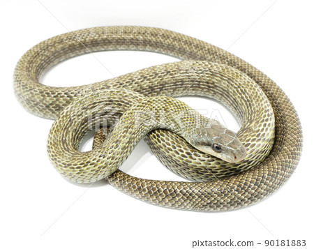 Rat snake that curls up and rests 90181883