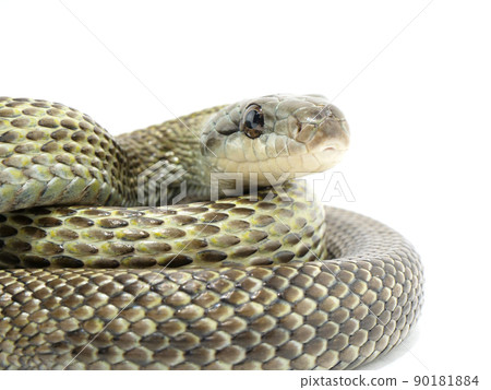 A rat snake that winds a tongue 90181884