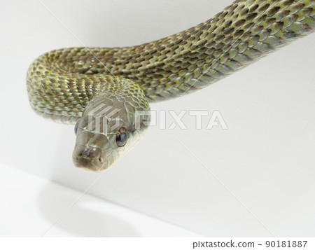Round-eyed rat snake 90181887