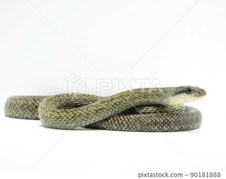 Adult-sized rat snake Adult-sized rat snake 90181888