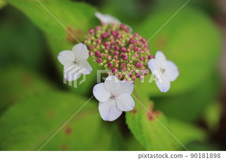 繡球花0325 90181898