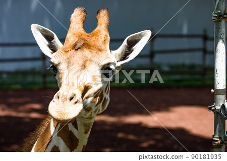 Giraffe, Tama Zoological Park, Tama City, Tokyo 90181935