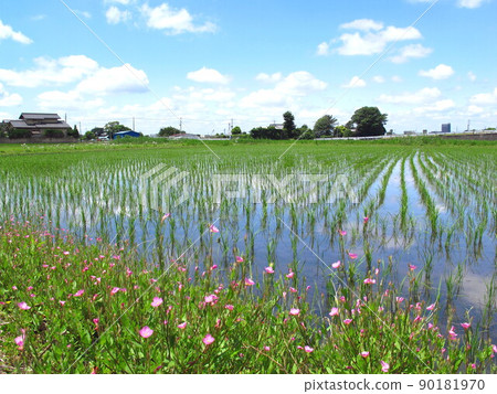 Evening primrose blooming in the ridges and the early summer Ueda landscape reflecting the blue sky Evening primrose blooming in the ridges and the early summer Ueda landscape reflecting the blue sky 90181970