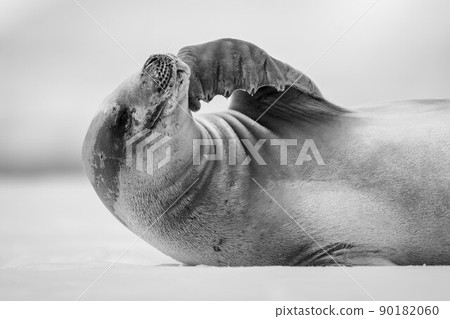 Mono close-up of crabeater seal stroking chin 90182060