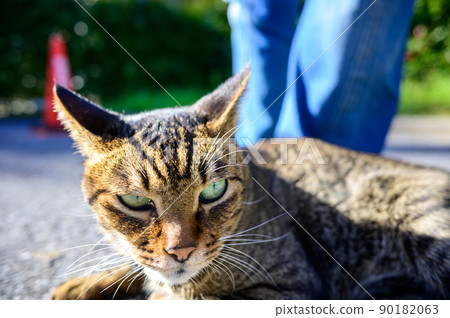 Petticoat cat in the parking lot 90182063