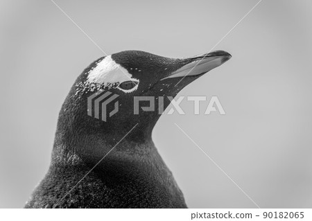 Mono close-up of gentoo penguin lifting beak 90182065