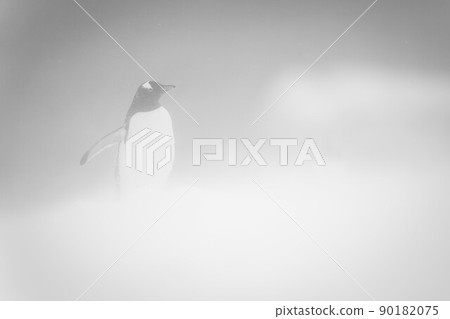 Mono gentoo penguin in snowstorm spreading flippers 90182075
